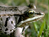 Columbia River Basin Biodiversity Atlas