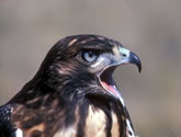 E-Fauna BC 