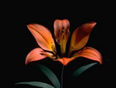 E-Flora BC 
